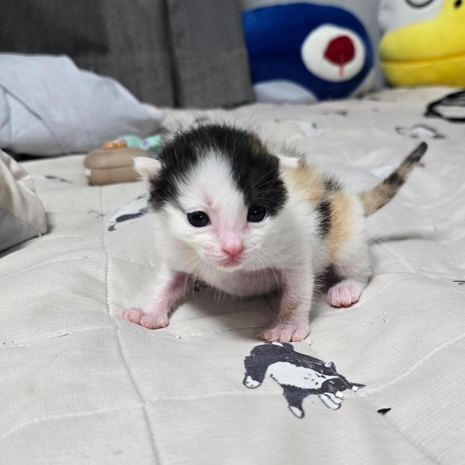 [고양이] 한국 고양이 경기-성남-2024-00195 유기동물 배경 이미지 입니다.