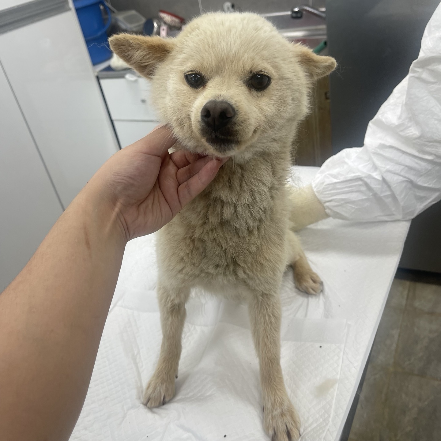 강릉시 동물사랑센터_442420202400209