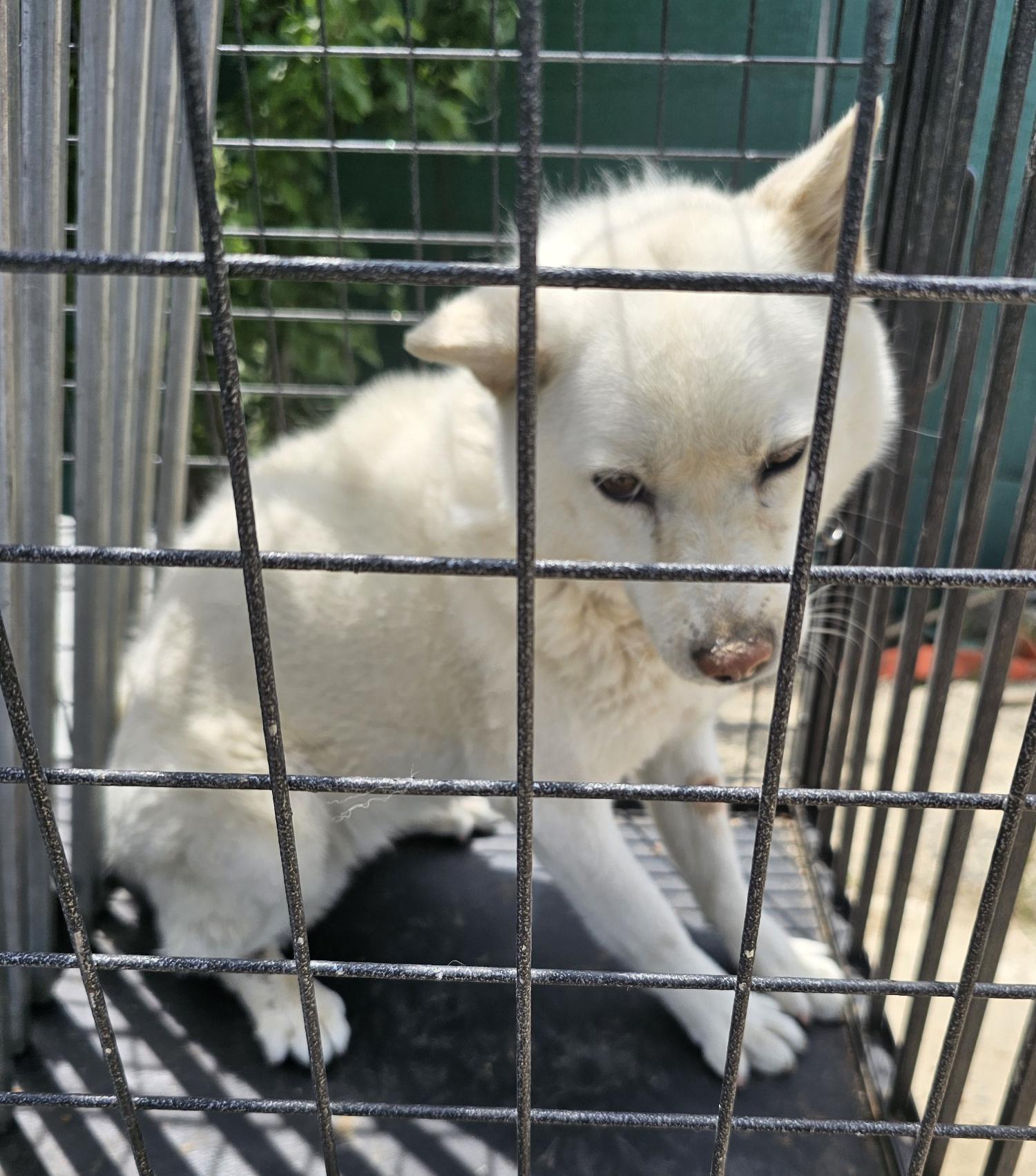 창녕 유기동물보호소_448541202400906