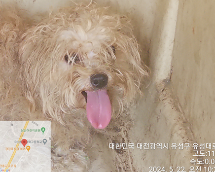 종료(입양) 믹스견…