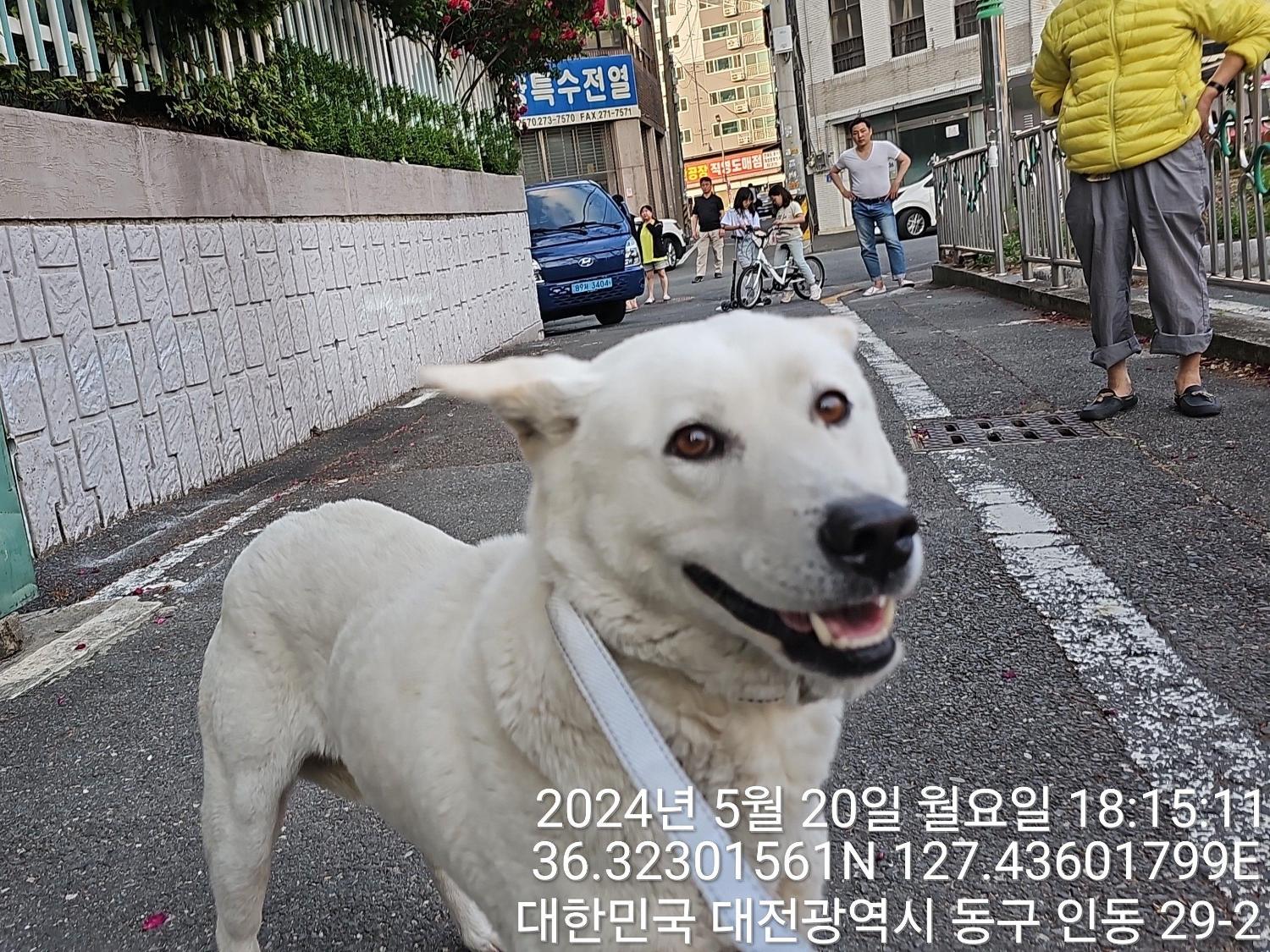보호중 진도견의 가…