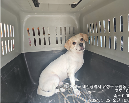 보호중 믹스견의 가…