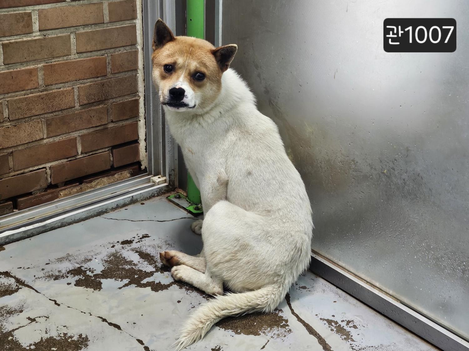 고양시동물보호센터_441394202401007