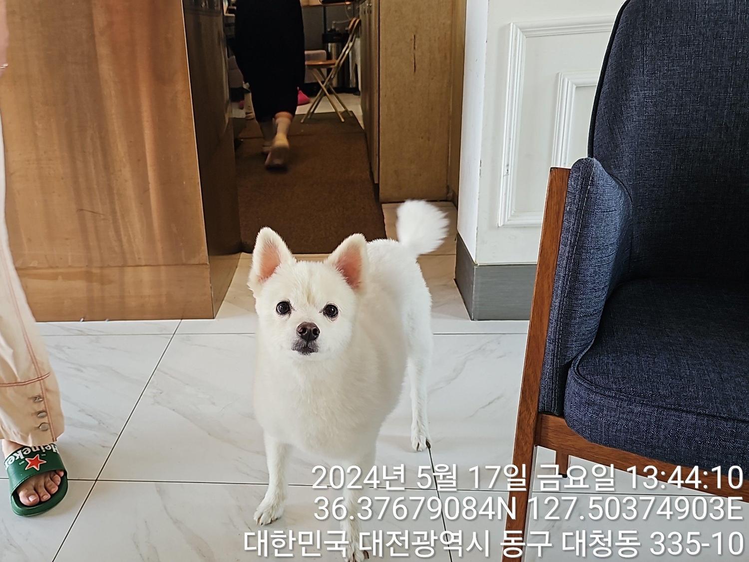 대전동물보호센터_430364202400133