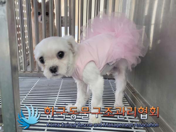 종료(반환) 말티즈…