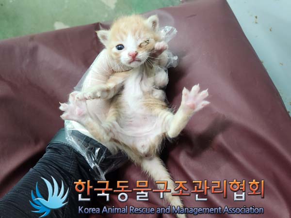 종료(자연사) 한국…
