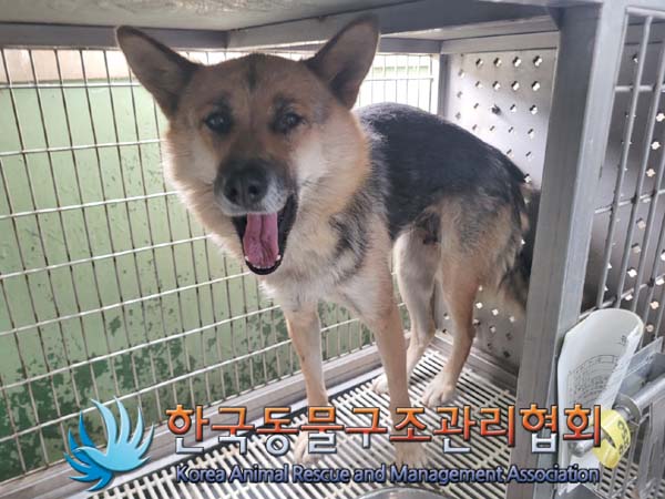 종료(안락사) 믹스…