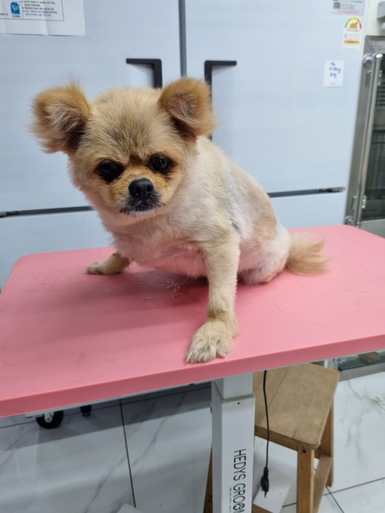 보호중 포메라니안의…
