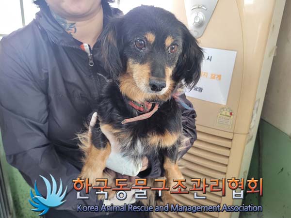 종료(입양) 닥스훈…
