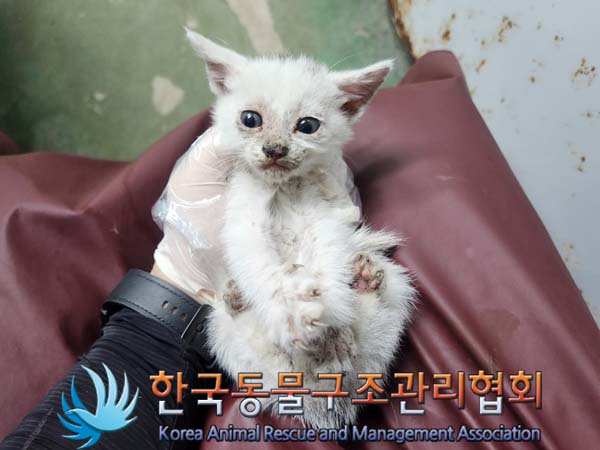 한국동물구조관리협회_441560202400545