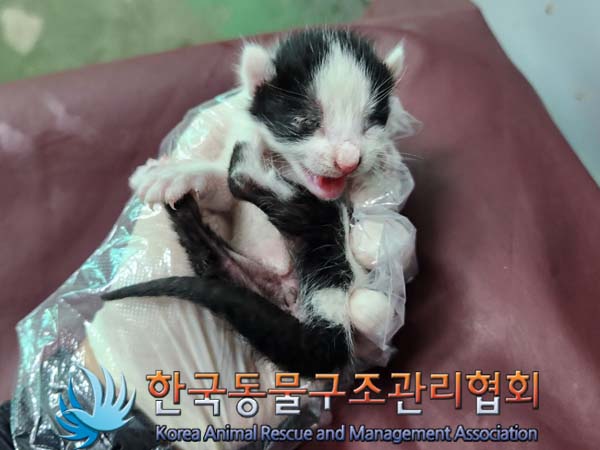 한국동물구조관리협회_441560202400548