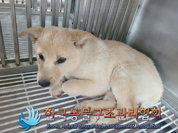 종료(안락사) 믹스…