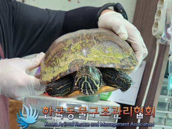 종료(안락사) 거북…