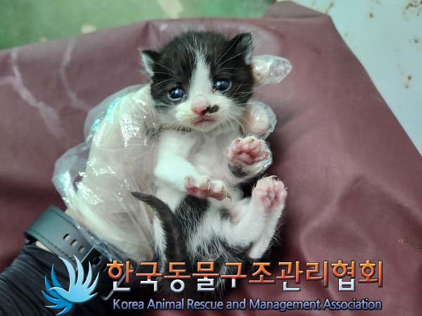 종료(입양) 한국 …