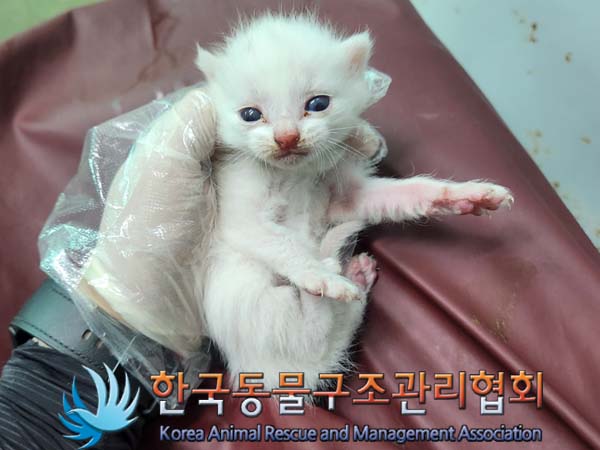 종료(입양) 한국 …