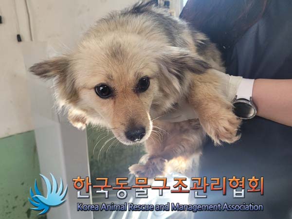 한국동물구조관리협회_441559202400589