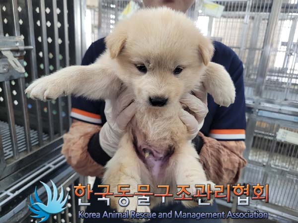종료(안락사) 믹스…
