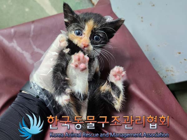 종료(자연사) 한국…