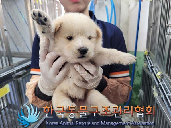 종료(안락사) 믹스…