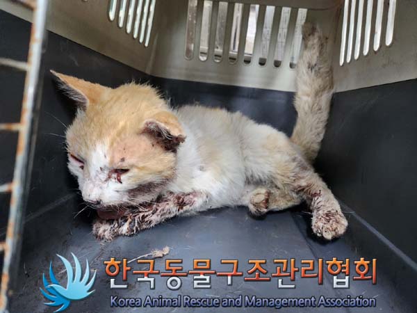 한국동물구조관리협회_441409202400684
