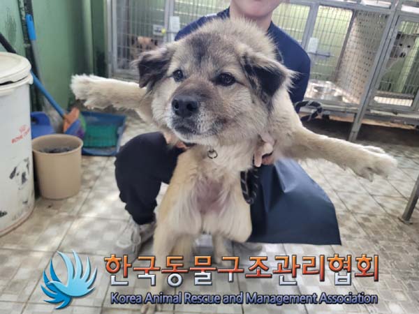 종료(반환) 믹스견…