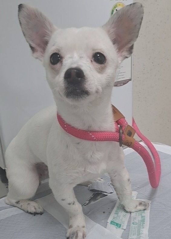 수원시 동물보호센터_441374202400635