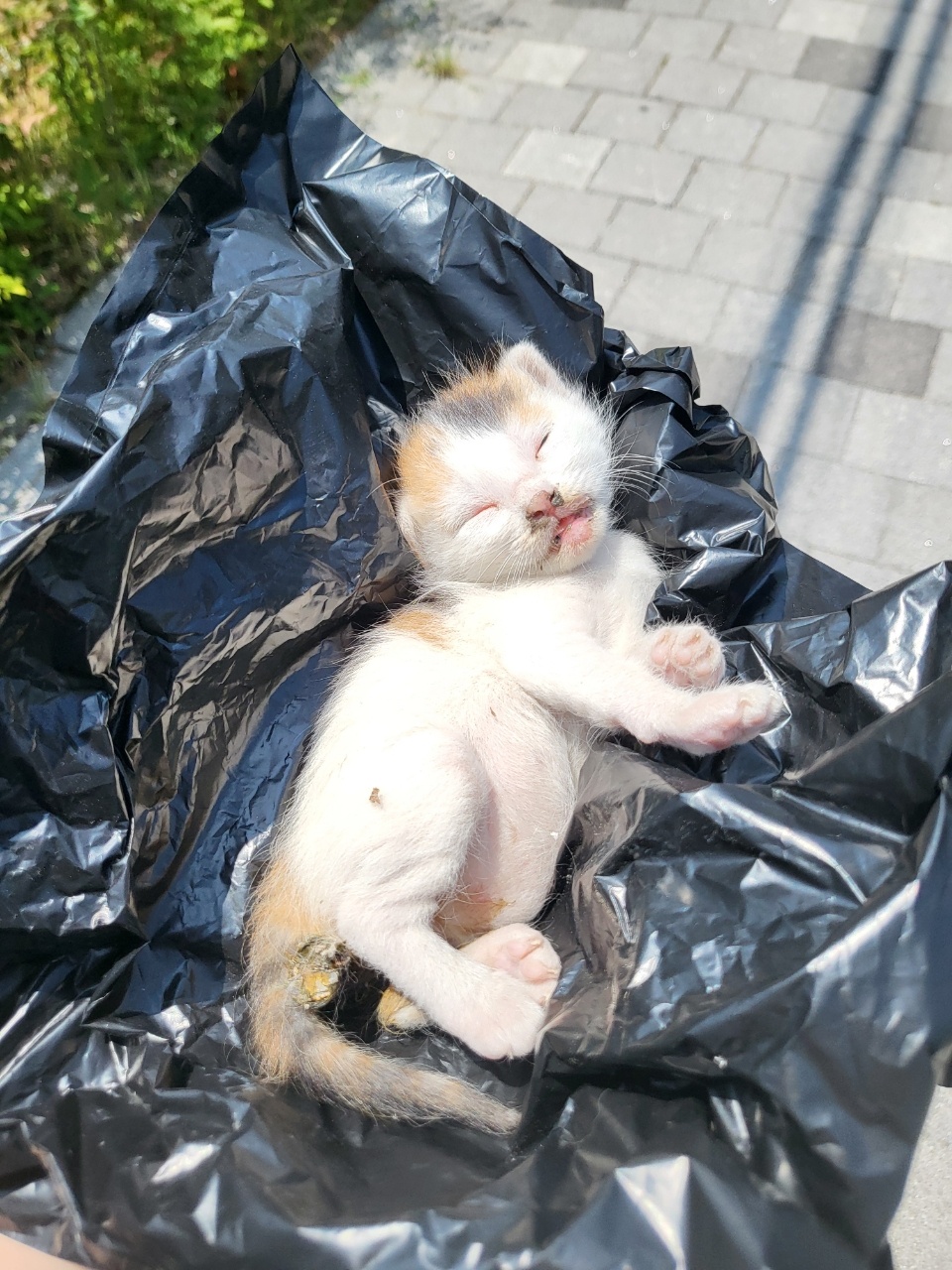 종료(자연사) 한국…