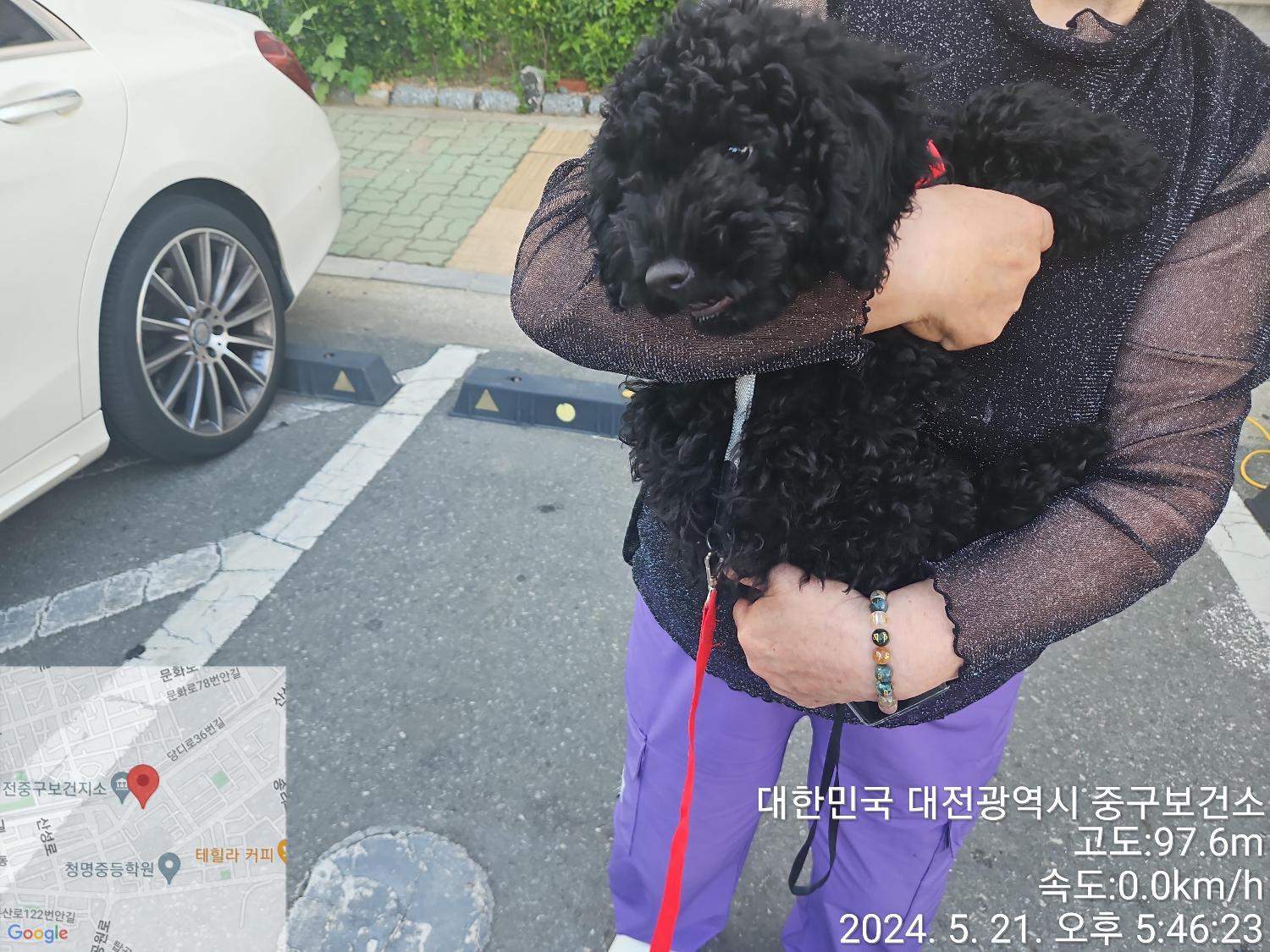 종료(반환) 푸들의…