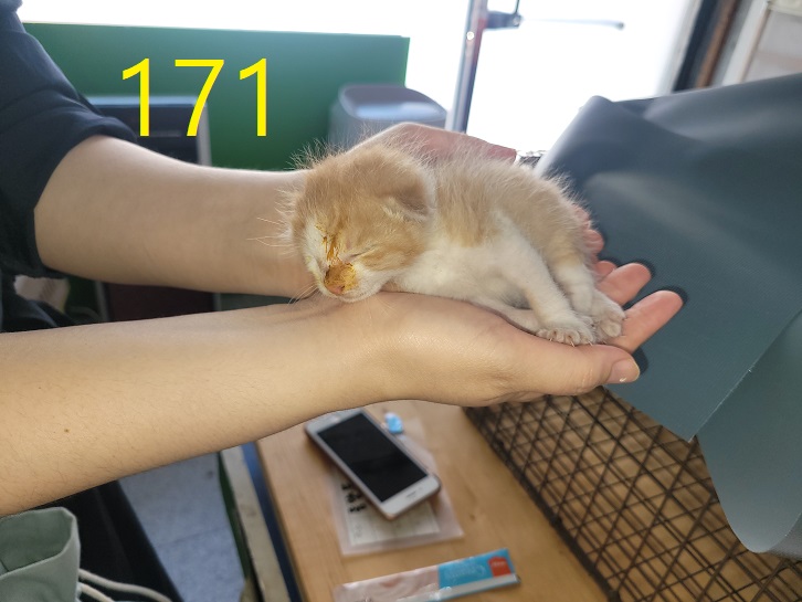 보호중 한국 고양이…