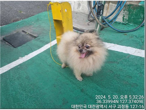 종료(반환) 포메라…