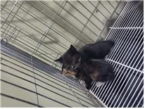 보호중 한국 고양이…
