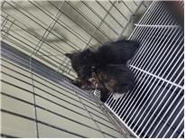 보호중 한국 고양이…