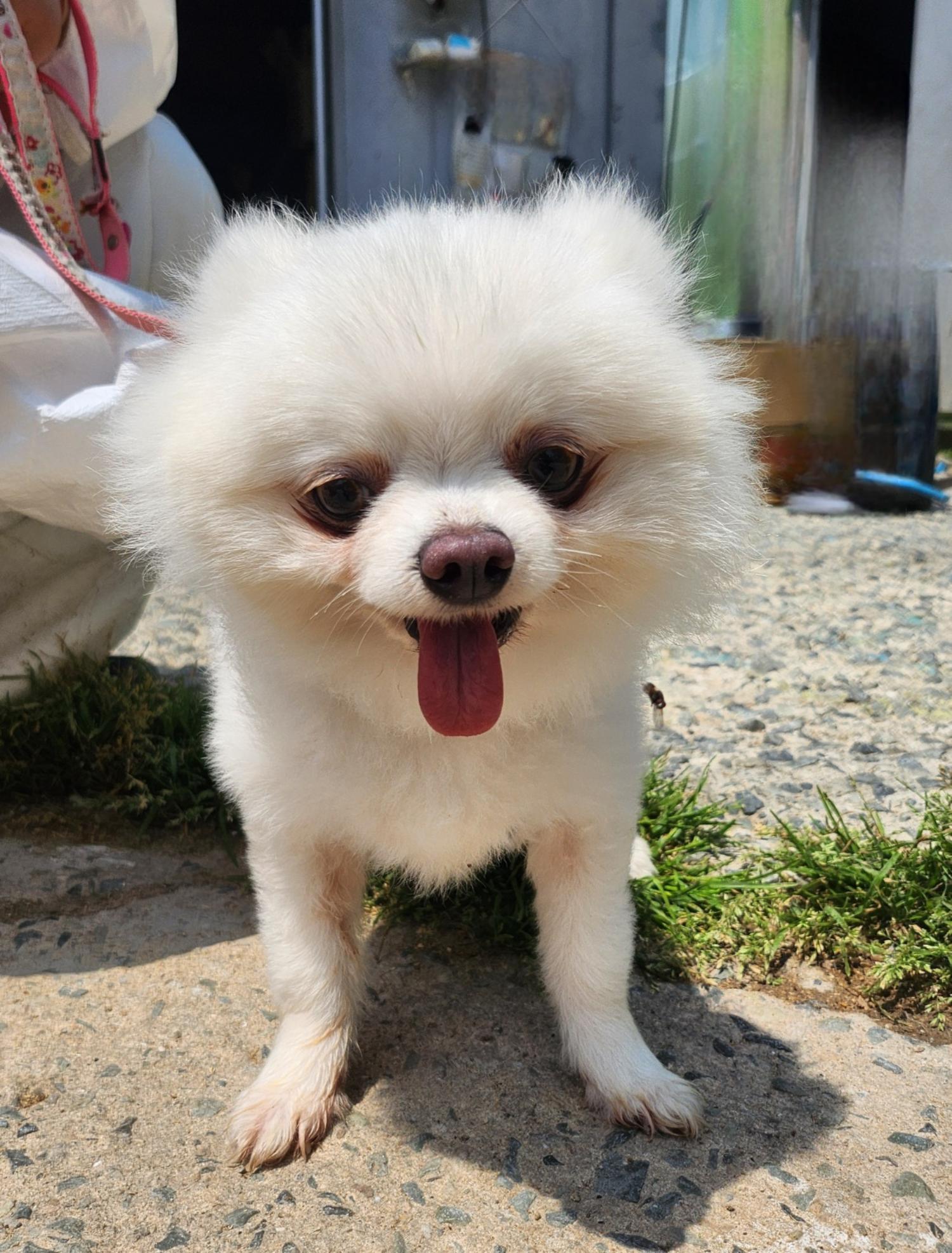 보호중 포메라니안의…