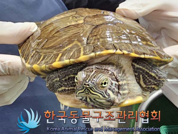 종료(안락사) 거북…