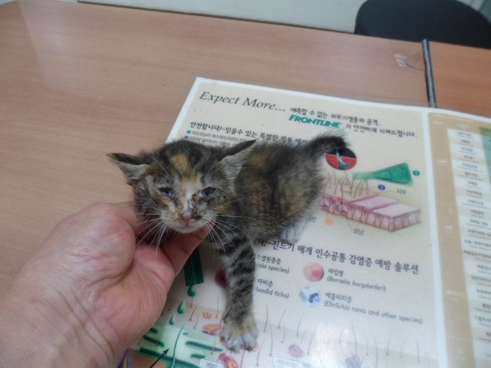 강현림동물병원_411320202400277