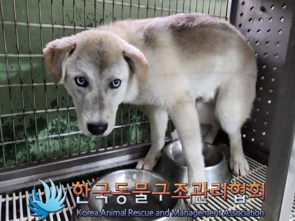 종료(반환) 믹스견…