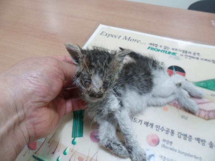 종료(자연사) 한국…