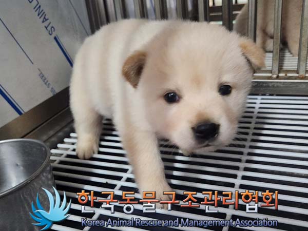 한국동물구조관리협회_441409202400690