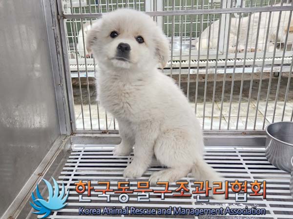 종료(입양) 믹스견…