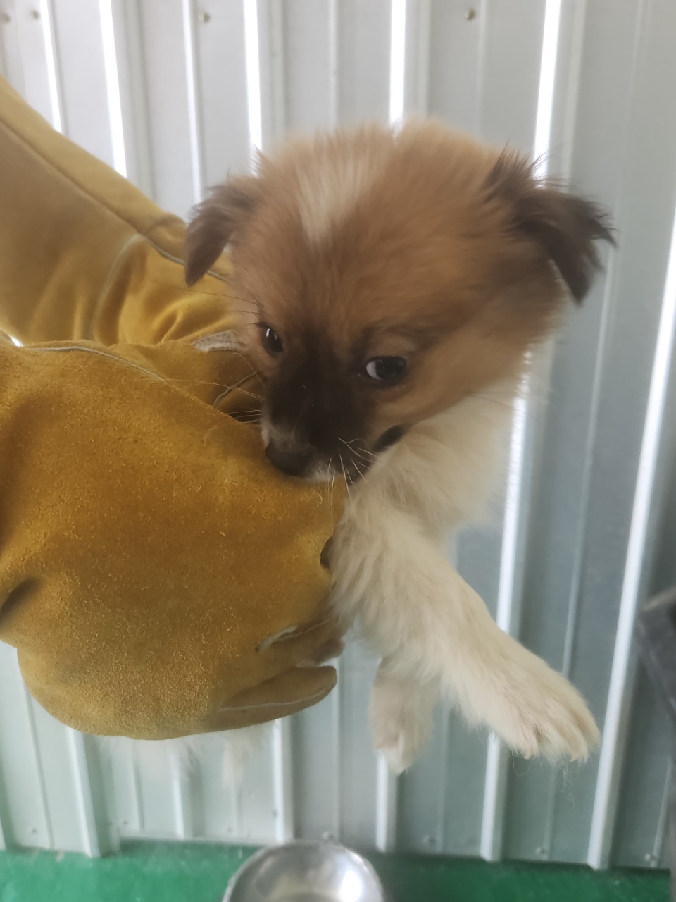 예천군유기동물보호소_447523202400416