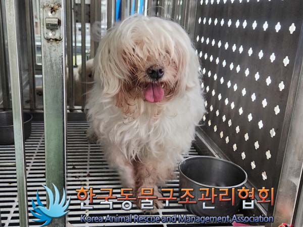종료(반환) 말티즈…