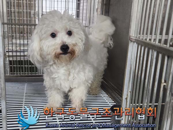 종료(입양) 비숑 …