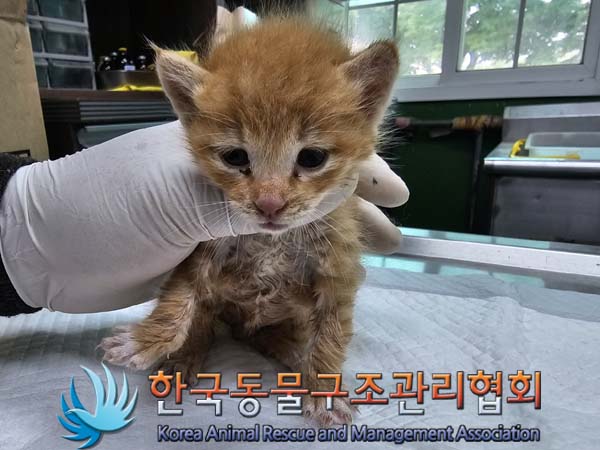 한국동물구조관리협회_441560202400554