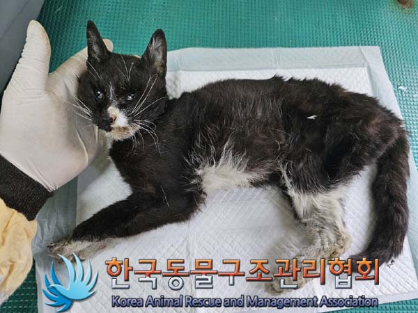 한국동물구조관리협회_411303202400203