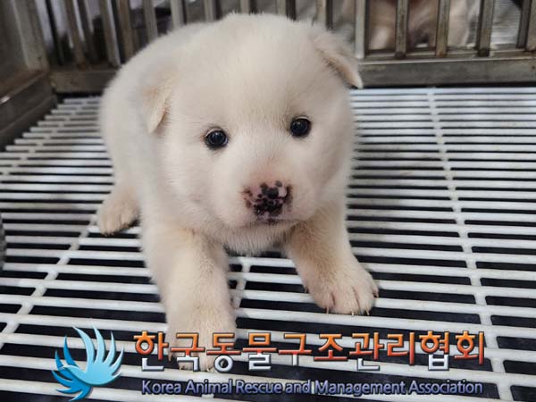한국동물구조관리협회_441409202400691