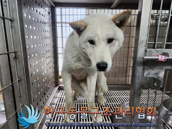 종료(입양) 믹스견…