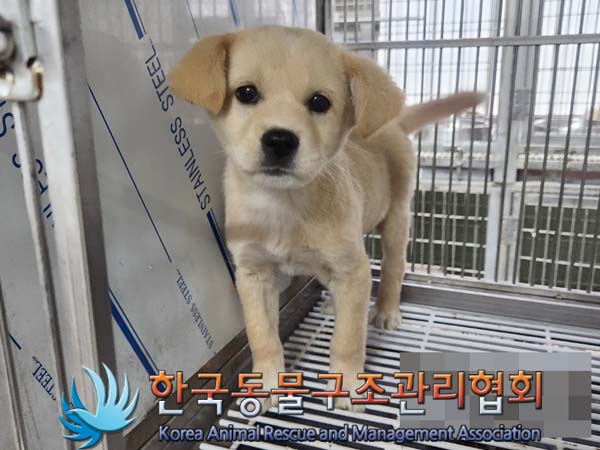 종료(입양) 믹스견…