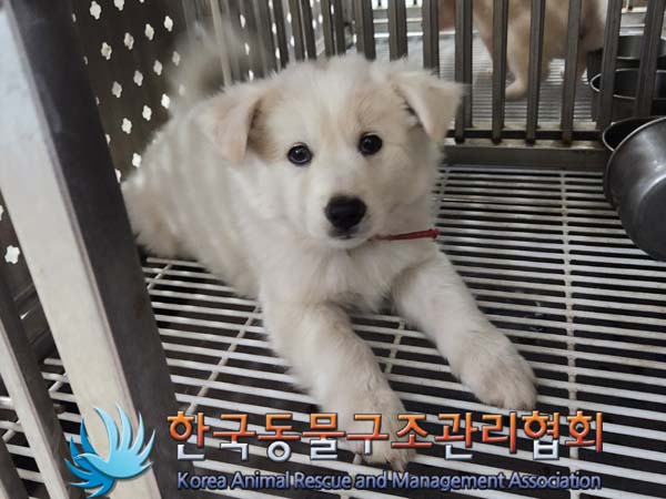 종료(입양) 믹스견…