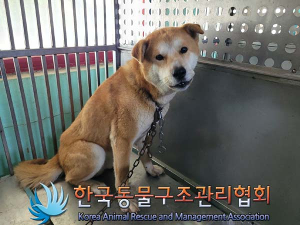 종료(안락사) 믹스…