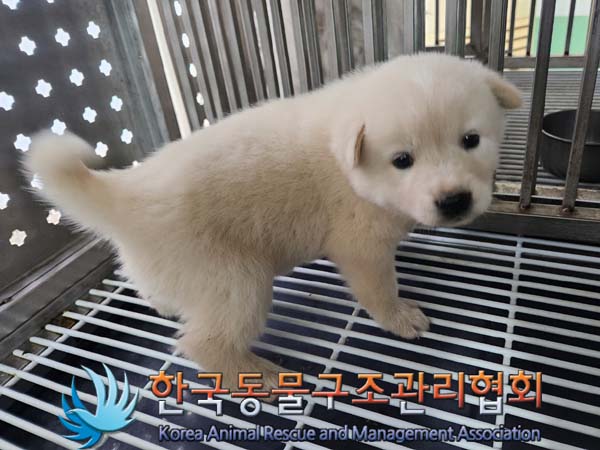 종료(안락사) 믹스…